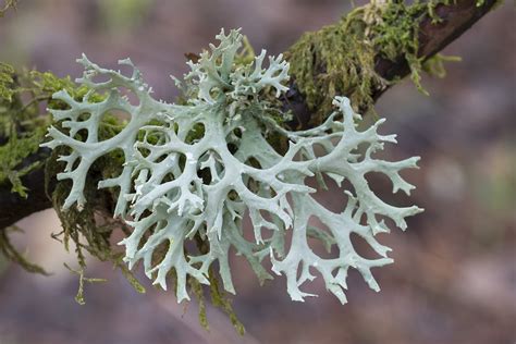 Les lichens sont-ils comestibles ? - Cuisine Sauvage ASBL