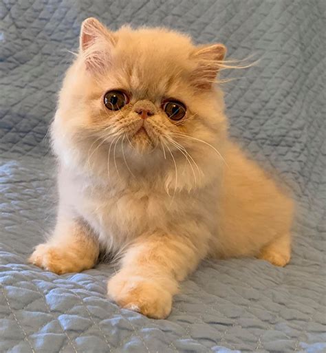 Cream Male Persian Kitten Available | Windy Valley Persian Cats