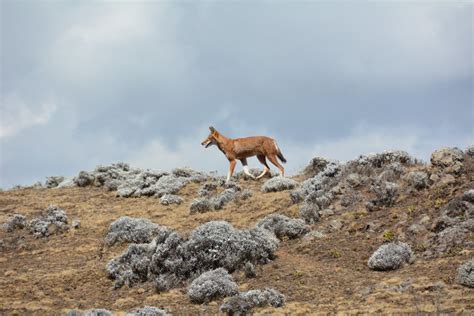 Ethiopia Safari | Wildlife & Cultural Ethiopia Tour