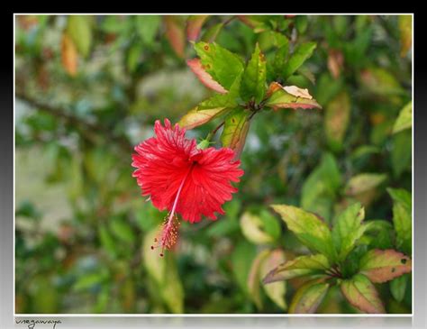 Flower in Gabon / Fleur au Gabon | Flickr - Photo Sharing!