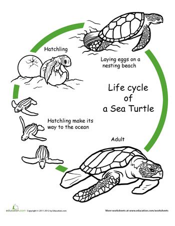 Color the Life Cycle: Turtle | Worksheet | Education.com | Life cycles ...