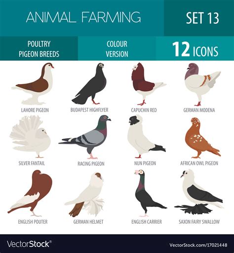 Poultry farming pigeon breeds icon set flat design