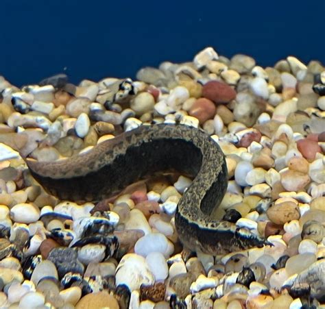 Lesser Spiny Eel – Blue Reef Aquatics Tropical Fish