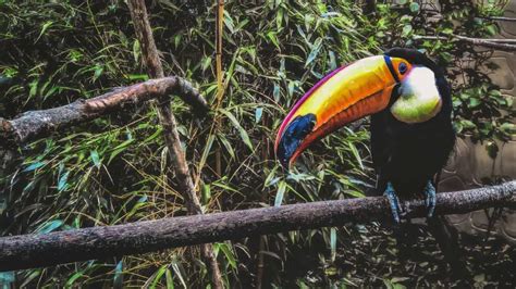 Toco Toucan - Interesting Facts | Habitat | Diet and Complete Species Guide