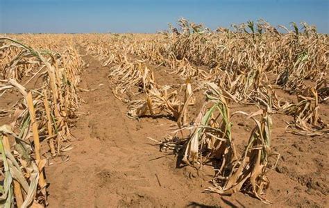 Worst Drought in 113 Years Hits South Africa Affecting Crops | City People Magazine