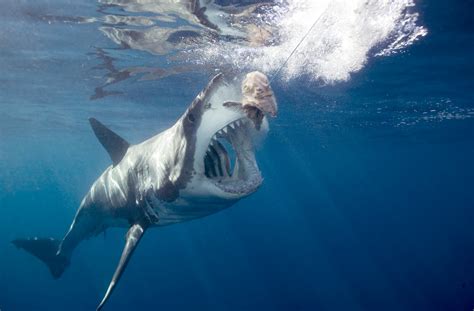 Shark attacks Australia due to change in water temperatures - SharkNewz