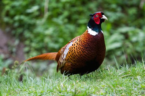 TrogTrogBlog: Bird of the week - Pheasant