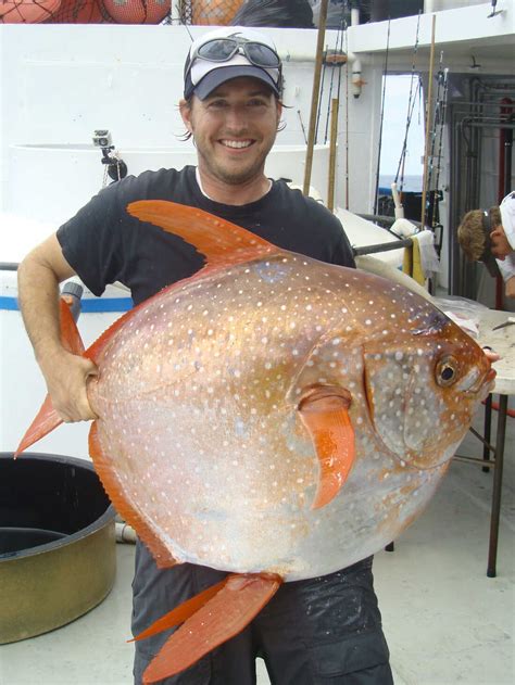 First In Fish: 'Fully Warmblooded' Moonfish Prowls The Deep Seas : The Two-Way : NPR