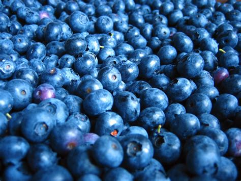 Blueberries Free Photo Download | FreeImages