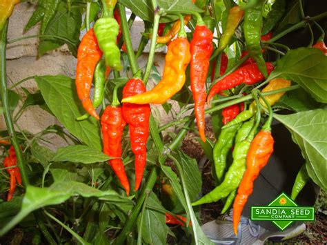 Bhut Jolokia Seeds – Sandia Seed Company