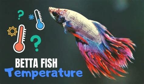 Betta Fish Water Temp Guide: What's The Ideal Range?