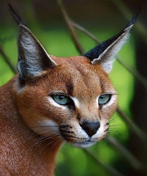 Caracal cat | Animals, Wild cats, Beautiful cats