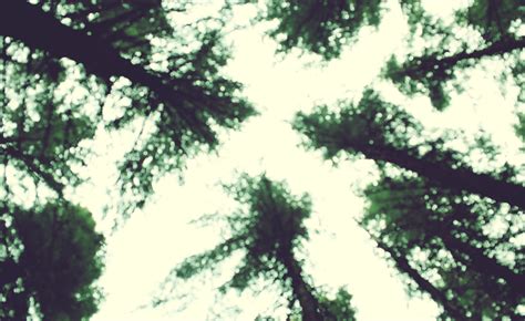 photography, Trees, Blurred Wallpapers HD / Desktop and Mobile Backgrounds