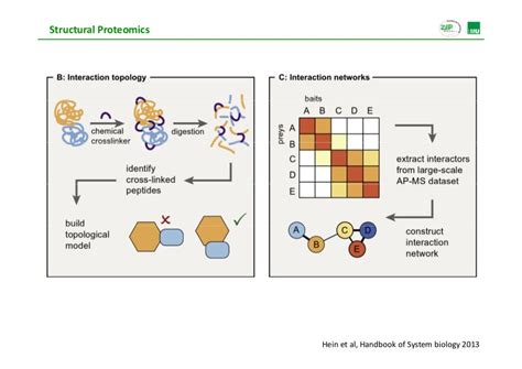 Proteomics analysis: Basics and Applications