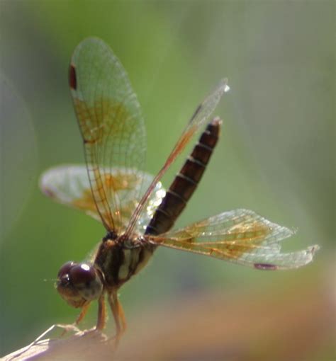 baby dragonfly | Flickr - Photo Sharing!