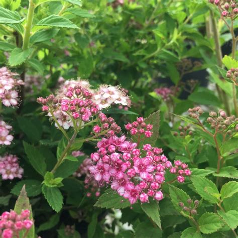 Little Princess Spirea – Trees & Shrubs › Anything Grows