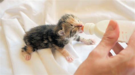 Baby Kittens Drinking Milk in 2021 | Kittens, Baby kittens, Drink milk