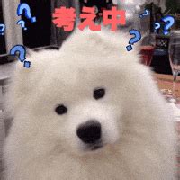 Confused Dog Head Tilt Gif