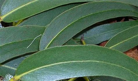 Eucalyptus Globulus Uses, Health Benefits and Side Effects