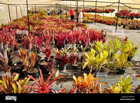 variegated bromeliad plant Stock Photo - Alamy