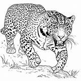 Hunting jaguar In The Wild coloring Page Lulu Pages sketch template