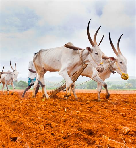 Kharif Season in India - Agribazaar