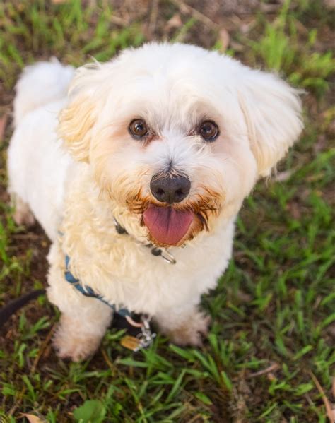 Benny - Small Male Bichon Frise x Maltese Terrier Mix Dog in QLD - PetRescue