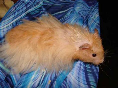 Long Haired Hamsters and 4 Key Tips to Caring for One