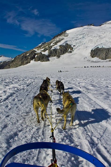 Dog sleding stock image. Image of husky, nature, snow - 59109335