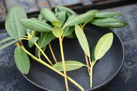 How To Propagate Rhododendron From Cuttings - Farmhouse & Blooms