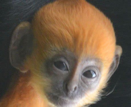 Ginger Monkey 2 - Rare Ginger Monkey Born at London Zoo - Heart London