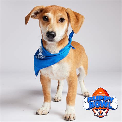 Southside SPCA's Flea Flicker is in the Puppy Bowl!! - Southside SPCA