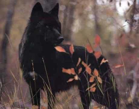 Florida black wolf ~ Everything You Need to Know with Photos | Videos