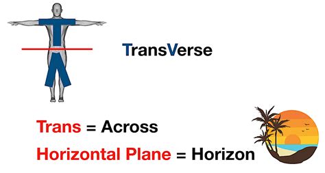 Body Planes and Sections: Anatomical Position, Directional Term Definitions, Example Diagram ...