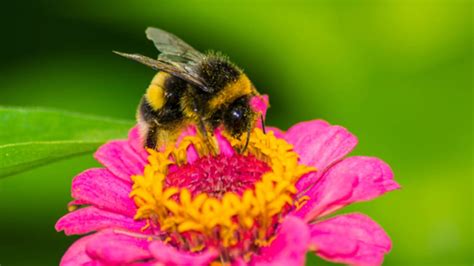 15 Buzzworthy Facts About Bumblebees | Mental Floss