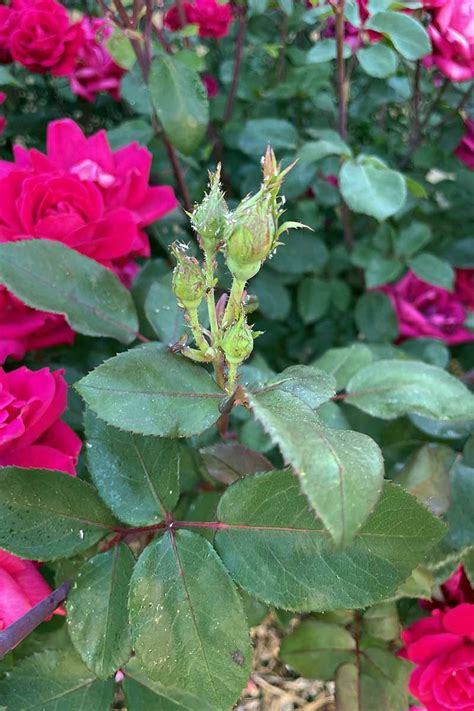 9 Common Reasons Why Roses Fail to Bloom | Gardener’s Path