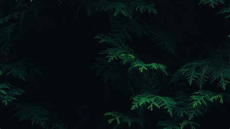 4k Green And Black Wallpapers - Wallpaper Cave