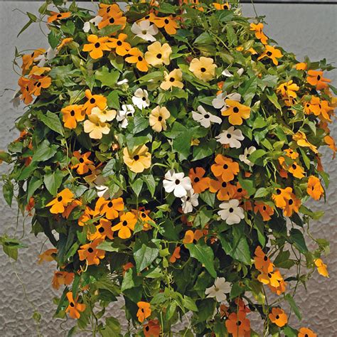 Plants & Flowers » Thunbergia alata