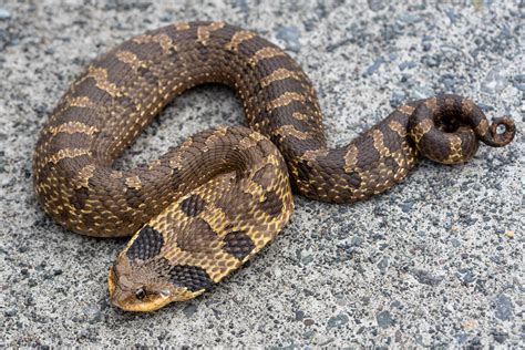 Black Eastern Hognose Snake