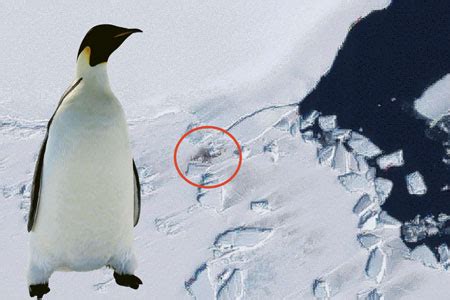 Penguin poo seen via satellite | Metro News