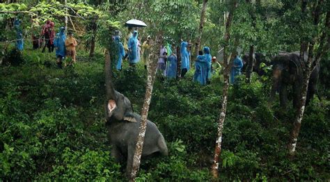 Phuket Elephant Sanctuary | FIRST ETHICAL ELEPHANT SANCTUARY| By ...