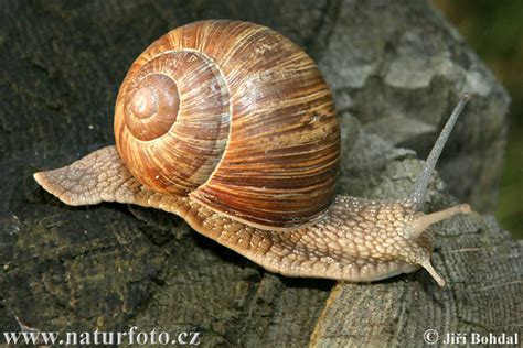 Roman Snail Photos, Roman Snail Images, Nature Wildlife Pictures | NaturePhoto