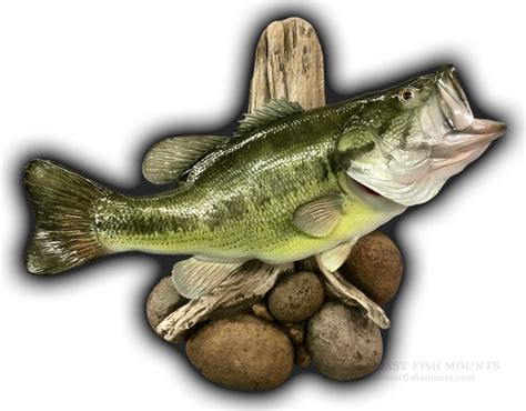 21 1/2" 7 lbs Largemouth Bass Fish Mount Replica (CCLMB30)