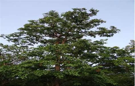 Arjuna (Terminalia) Tree Bark: Benefits, Uses, Dosage, Side Effects