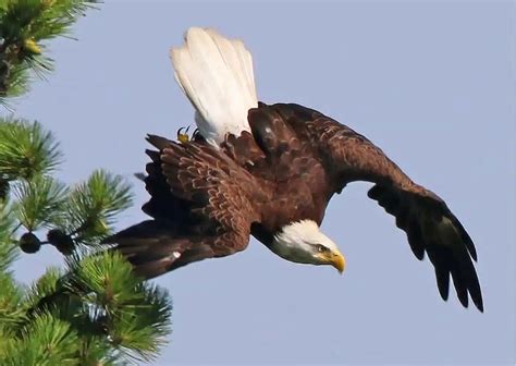 Behavior of Bald Eagle - AnimalBehaviorCorner