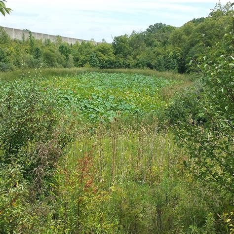 WETLANDS PARK (2024) All You Need to Know BEFORE You Go (with Photos)