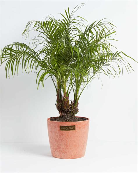 Pygmy Date Palm Tree, Full Grown Options & Care Guide