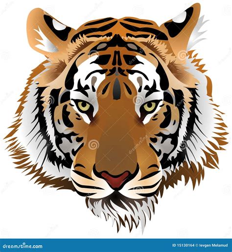 Tiger head stock vector. Image of head, east, hunting - 15130164