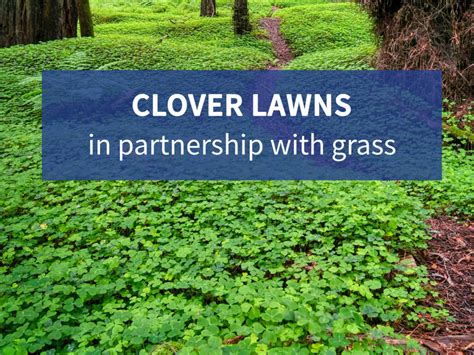 Clover Lawns: In Partnership with Grass - Resource Central