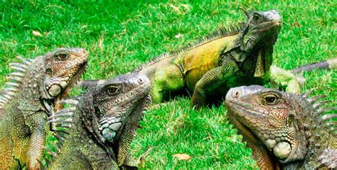 Iguanas lejos de su hábitat natural - Turismo & Viajes Portal iPerú